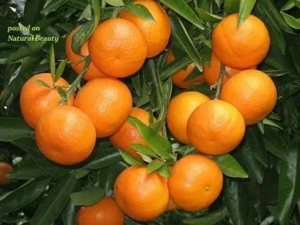 تصویر 4 از خرید و قیمت کنسانتره نارنج جناح + فروش صادراتی
